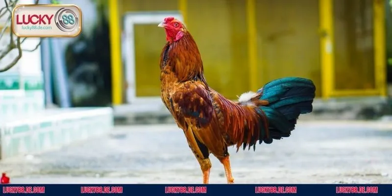 Nắm rõ quy định thắng thua để đưa ra chiến thuật cược phù hợp 