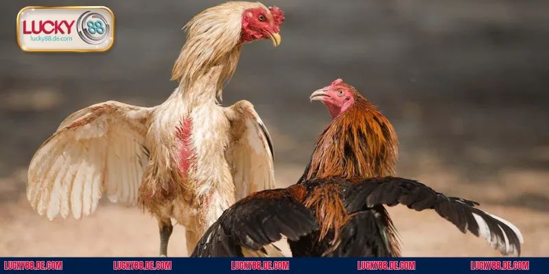 Tiêu chí để phân định thắng thua cho một trận đấu giữa các chiến kế